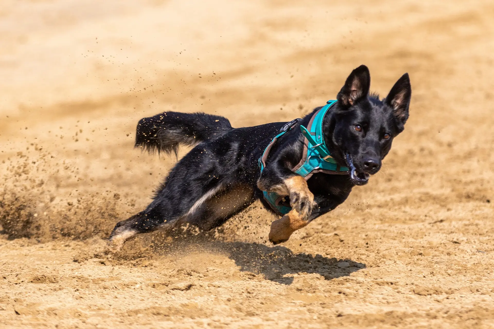 custom dog harness manufacturers
